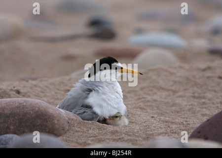 Zwergseeschwalbe Sterna Albifrons und Küken Stockfoto