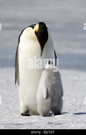 Kaiser-Pinguin, Aptenodytes Forsteri, Erwachsener und Küken im Schnee Hills Insel antarktische Halbinsel Stockfoto