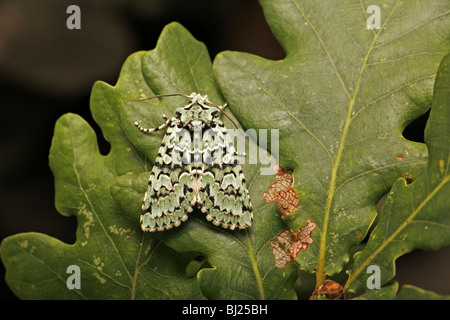 Merveille du Jour, verlässt Dichonia Aprilina auf Eiche Stockfoto