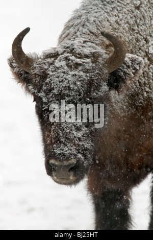 Wisente, Bison Bonasus, Kuh in Schnee bedeckt, Deutschland Stockfoto