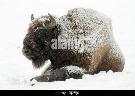 Wisente, Bison Bonasus, Stier, bedeckt in Schnee, Deutschland Stockfoto