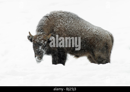 Wisente, Bison Bonasus, junger Stier, bedeckt in Schnee, Deutschland Stockfoto