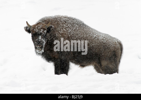 Wisente, Bison Bonasus, junger Stier, bedeckt in Schnee, Deutschland Stockfoto