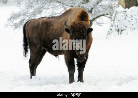 Wisente, Bison Bonasus, Stier, in der tief verschneiten Landschaft, Deutschland Stockfoto