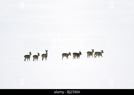 Rehe, Capreolus Capreolus, Herde im Winter im Schnee Wildnis, Harz Mountains, Niedersachsen, Deutschland Stockfoto