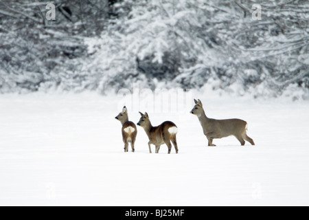 Rehe, Capreolus Capreolus, Doe-Alarm mit zwei jährigen Rehkitzen im Winter, Harz Mountains, Niedersachsen, Deutschland Stockfoto