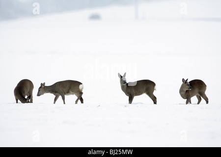 Rehe, Capreolus Capreolus, Herde Nahrungssuche auf Feld im Winter, Harz Mountains, Niedersachsen, Deutschland Stockfoto