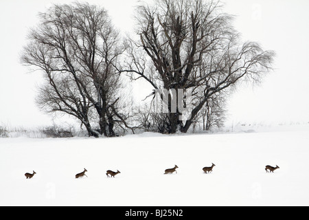 Rehe, bedeckt sechs quer durch Schnee Feld im Winter, Harz Monutains Niedersachsen, Deutschland Stockfoto