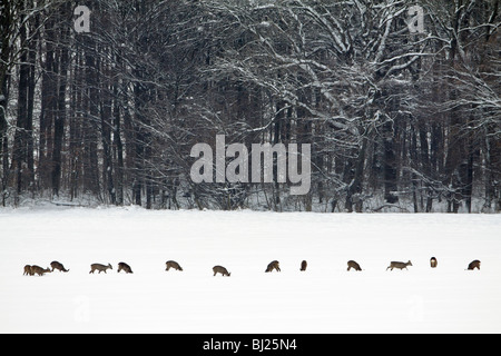 Rehe, Capreolus Capreolus, Herde Fütterung auf Feld im Winter, Harz Mountains, Niedersachsen, Deutschland Stockfoto