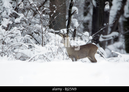 Rehe, Capreolus Capreolus, am Rand von Schnee bedeckt Wald im Winter, Harz Mountains, Niedersachsen, Deutschland Stockfoto
