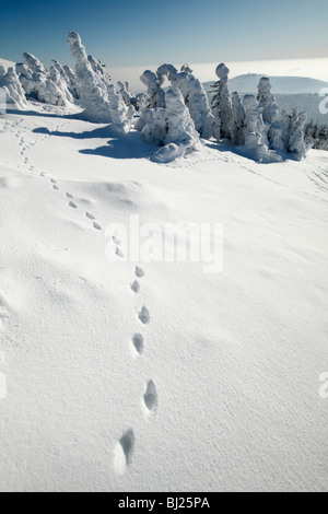 Europäische Fox, Spuren im Schnee, Harz Mountains, Niedersachsen, Deutschland Stockfoto