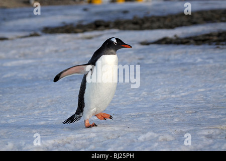 Gentoo Penguin, Pygoscelis Papua zu Fuß auf dem Eis Stockfoto