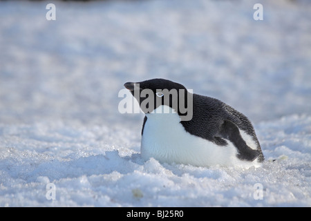 Adelie Penguin, Pygoscelis Adeliae sitzen auf Eis am Brown Bluff, antarktische Halbinsel Stockfoto