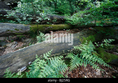 Verschiedene Pilze, wachsen auf Toten Buche Stämme im Wald, Deutschland Stockfoto