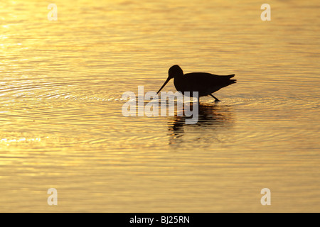 Uferschnepfe (Limosa Limosa), Fütterung in See bei Sonnenuntergang, Texel, Holland Stockfoto