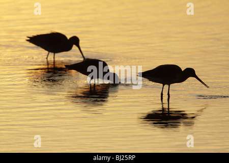 Uferschnepfe (Limosa Limosa), drei Fütterung im See bei Sonnenuntergang, Texel, Holland Stockfoto