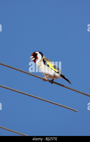 Stieglitz (Zuchtjahr Zuchtjahr), singen von TV-Antenne, Portugal Stockfoto