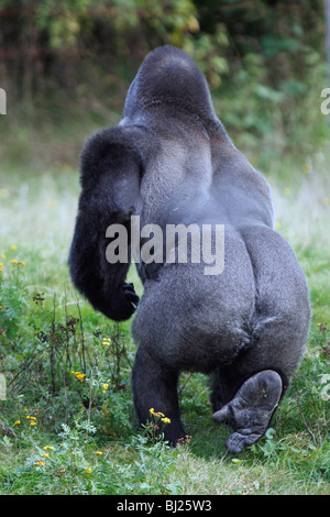 Flachlandgorilla (Gorilla Gorilla Gorilla), Männchen oder Silberrücken, zu Fuß entfernt Stockfoto