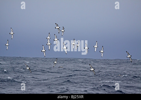 Cape Petrel, Daption Capense, Herde Machenschaften neben Schiff, Drake-Passage, Antarktis Stockfoto