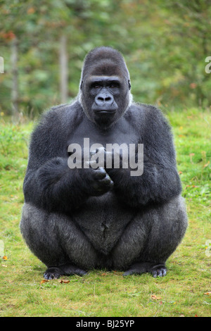 Flachlandgorilla (Gorilla Gorilla Gorilla), Männchen oder Silberrücken sitzt auf seinen Hüften Stockfoto