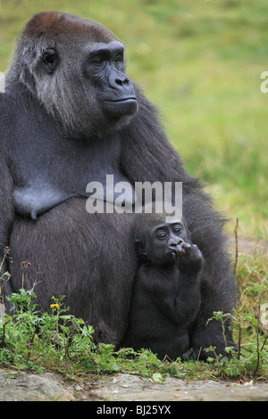 Flachlandgorilla (Gorilla Gorilla Gorilla), Weibchen mit jungen Stockfoto