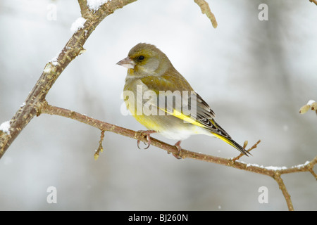 Grünfink, Zuchtjahr Chloris, thront auf Zweig im Garten, Winter, Deutschland Stockfoto