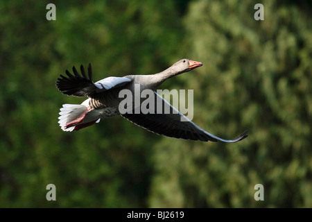 Graugans (Anser Anser), im Flug, Deutschland Stockfoto