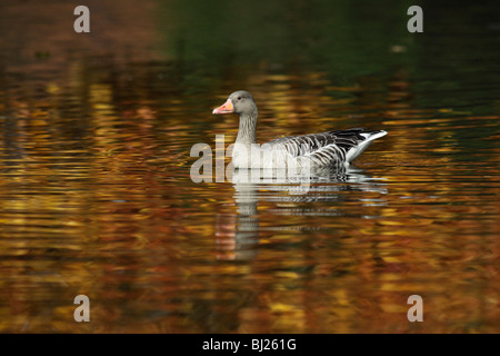 Graugans (Anser Anser), Schwimmen am See im Herbst, Deutschland Stockfoto