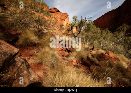 Kings Canyon, Teil des Watarrka National Park, Northern Territory, Australien Stockfoto