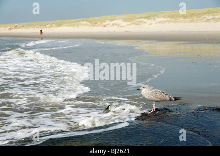 Silbermöwe (Larus Argentatus), thront unreifen Vogel auf Stein, Texel, Holland Stockfoto