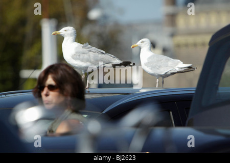 Silbermöwe (Larus Argentatus), zwei gehockt Auto Dach, Texel, Holland Stockfoto