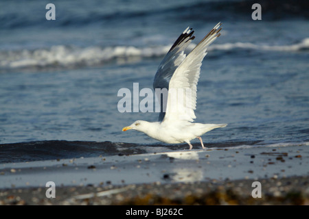 Silbermöwe (Larus Argentatus), vom Strand, Texel, Holland Stockfoto