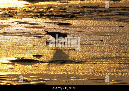 Silbermöwe (Larus Argentatus), ernähren sich von der Mündung bei Dämmerung, Texel, Holland Stockfoto