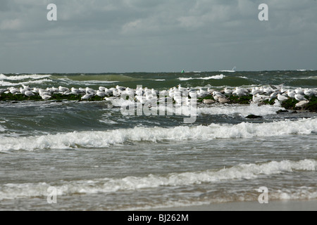 Silbermöwe (Larus Argentatus), strömen ruht auf der Buhne, Texel, Holland Stockfoto