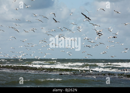 Silbermöwe (Larus Argentatus), strömen fliegen über der Küste, Texel, Holland Stockfoto