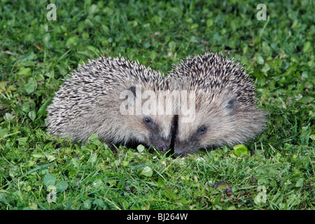 Europäische Igel (Erinaceus Europaeus) 2 Jungtiere im Garten füttern Stockfoto