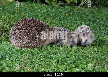 Europäische Igel (Erinaceus Europaeus) Mutter mit 2 Jungtiere im Garten füttern Stockfoto