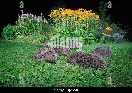 Europäische Igel (Erinaceus Europaeus) 6 Tiere füttern im Garten in der Nacht Stockfoto