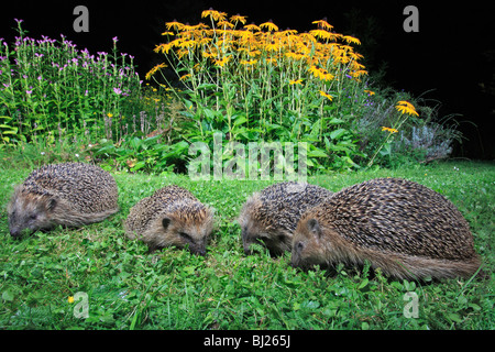 Europäische Igel (Erinaceus Europaeus) 4 Tiere füttern im Garten in der Nacht Stockfoto