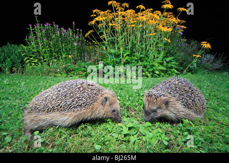 Europäische Igel (Erinaceus Europaeus) 2 Tiere füttern im Garten in der Nacht Stockfoto