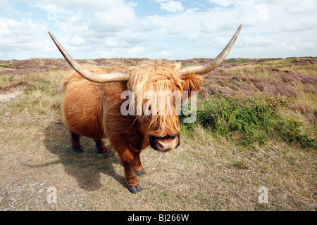 Schottische Hochlandrinder (Bos Primigenius), Kuh stehend in Sand dunes National Park, Insel Texel, Holland Stockfoto