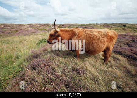 Schottische Hochlandrinder (Bos Primigenius), Kuh stehend in Sand dunes National Park, Insel Texel, Holland Stockfoto