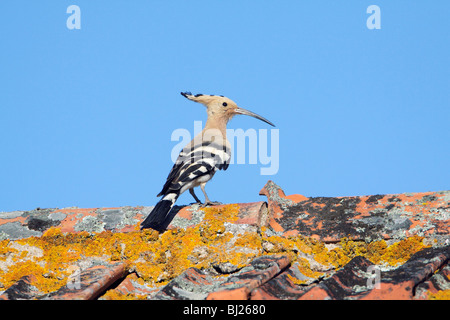 Wiedehopf (Upupa Epops), thront auf dem Dach des Gebäudes, Portugal Stockfoto