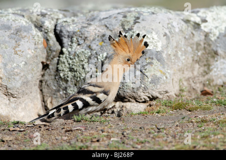 Wiedehopf (Upupa Epops), mit Wappen auf Boden angehoben, Portugal Stockfoto