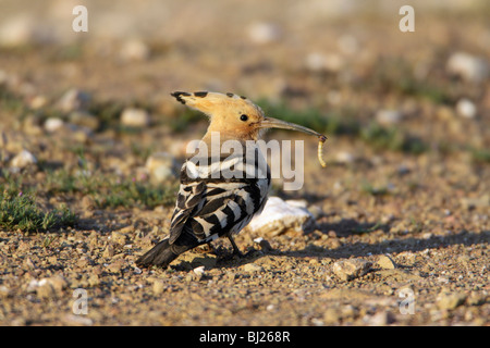 Wiedehopf (Upupa Epops), am Boden mit Grub im Schnabel, Portugal Stockfoto