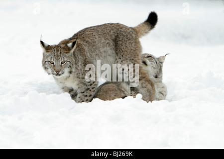 Europäische Luchs, Felis Lynx, zwei spielen im Schnee, Deutschland Stockfoto