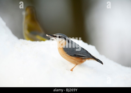 Kleiber Sitta Europea, Nahrungssuche am Boden im Garten, Winter, Deutschland Stockfoto