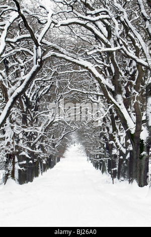 Eichen, Quercus Robur, Avenue im Winter, Sababurg, Nord-Hessen, Deutschland Stockfoto