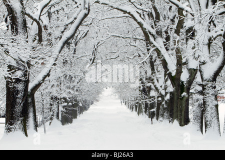 Eichen, Quercus Robur, Avenue im Winter, Sababurg, Nord-Hessen, Deutschland Stockfoto