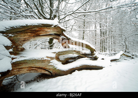 Toten Eiche stammen, Quercus Robur, im Winter, Sababurg Urwald NP, Nord-Hessen, Deutschland Stockfoto